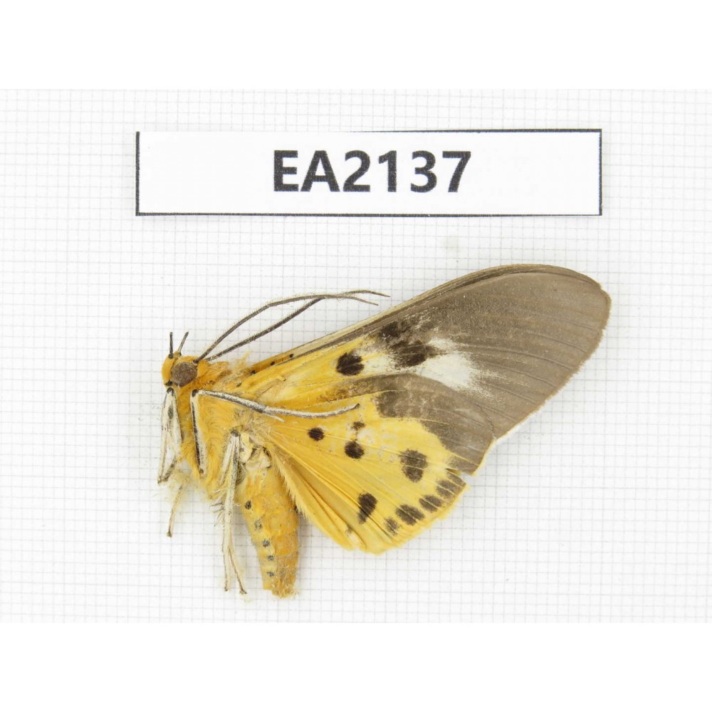 Arctiidae sp. China, SW of Yunnan, Dehong,  Longchuan county. 1Pcs. EA2137.
