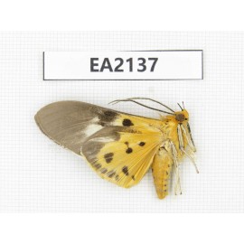 Arctiidae sp. China, SW of Yunnan, Dehong,  Longchuan county. 1Pcs. EA2137.