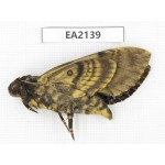 Sphingidae sp. China, Yunnan, Dehong, Longchuan county. 1Pcs. EA2139.