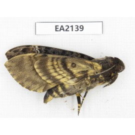 Sphingidae sp. China, Yunnan, Dehong, Longchuan county. 1Pcs. EA2139.