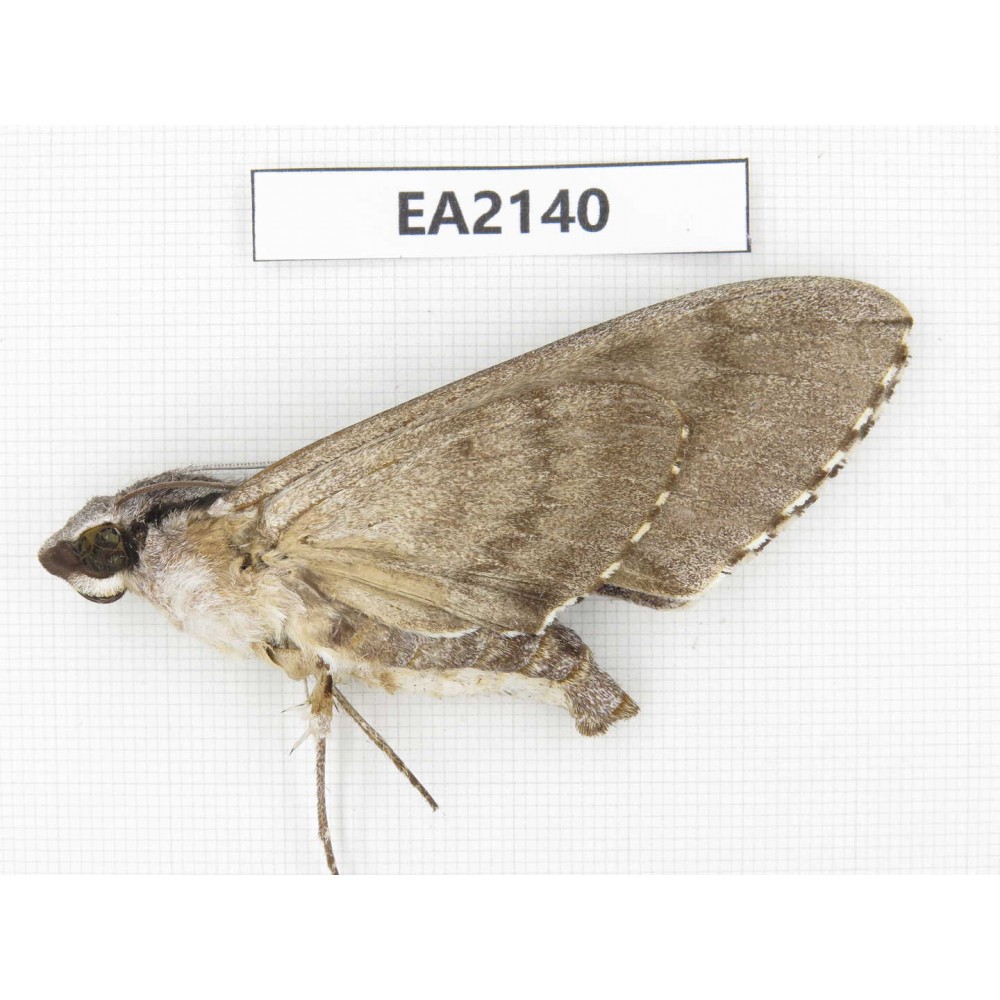 Sphingidae sp. China, Yunnan, Dehong, Longchuan county. 1Pcs. EA2140.
