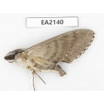 Sphingidae sp. China, Yunnan, Dehong, Longchuan county. 1Pcs. EA2140.