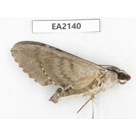 Sphingidae sp. China, Yunnan, Dehong, Longchuan county. 1Pcs. EA2140.