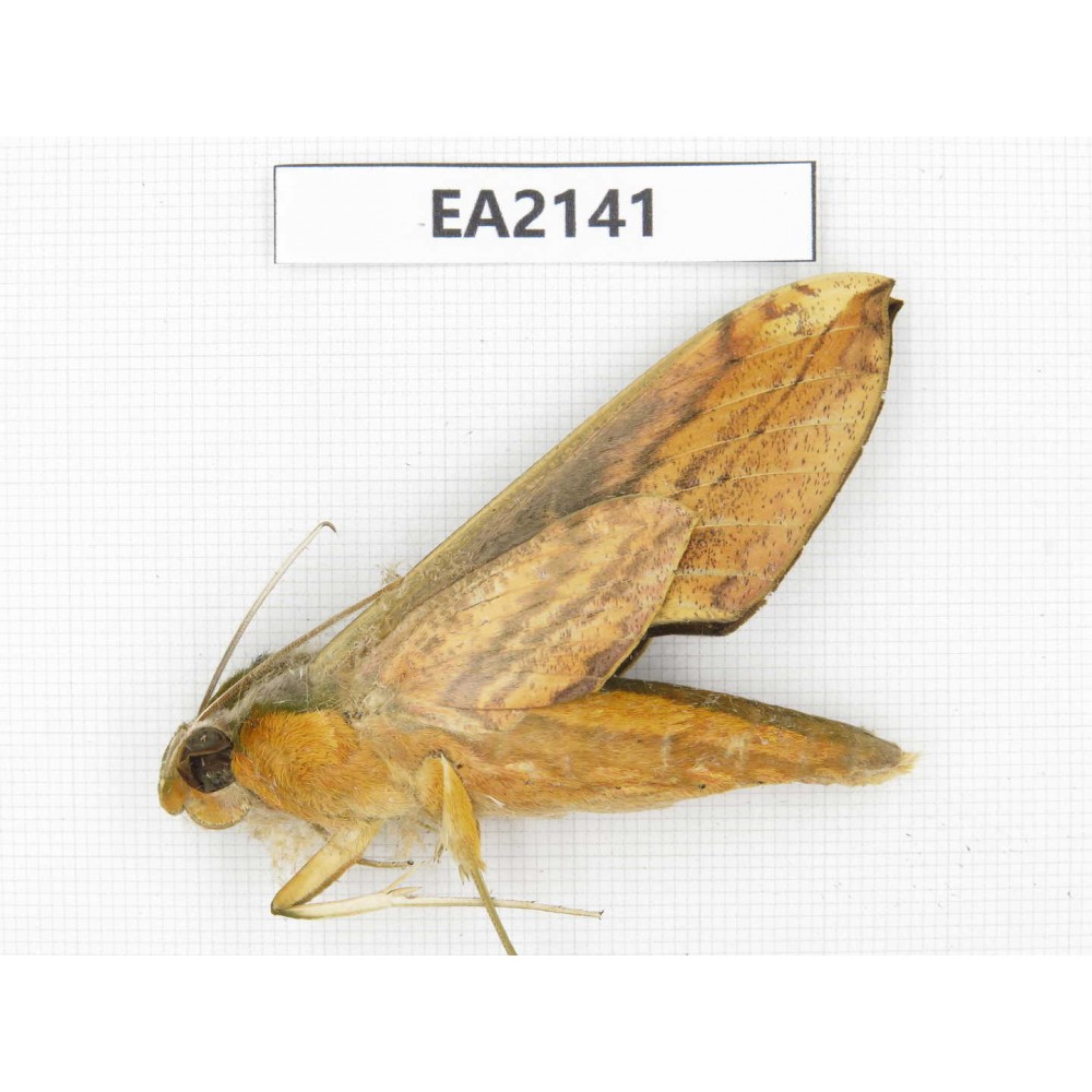 Sphingidae sp. China, Yunnan, Dehong, Longchuan county. 1Pcs. EA2141.