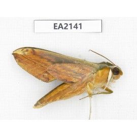Sphingidae sp. China, Yunnan, Dehong, Longchuan county. 1Pcs. EA2141.