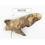 Sphingidae sp. China, Yunnan, Dehong, Longchuan county. 1Pcs. EA2142.