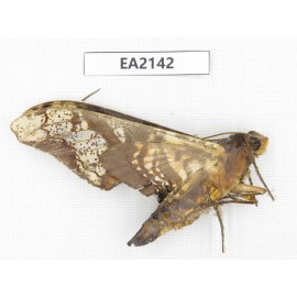Sphingidae sp. China, Yunnan, Dehong, Longchuan county. 1Pcs. EA2142.