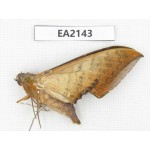 Sphingidae sp. China, Yunnan, Dehong, Longchuan county. 1Pcs. EA2143.