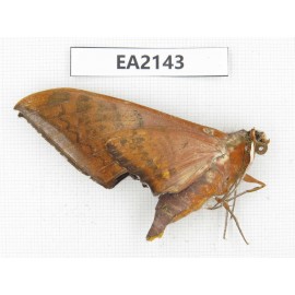 Sphingidae sp. China, Yunnan, Dehong, Longchuan county. 1Pcs. EA2143.