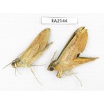 Sphingidae sp. China, Yunnan, Dehong, Longchuan county. 2Pcs. EA2144.