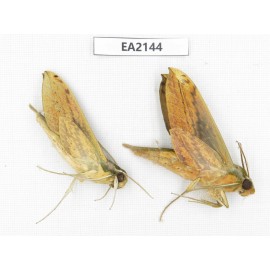 Sphingidae sp. China, Yunnan, Dehong, Longchuan county. 2Pcs. EA2144.
