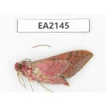 Sphingidae sp. China, Yunnan, Dehong, Longchuan county. 1Pcs. EA2145.