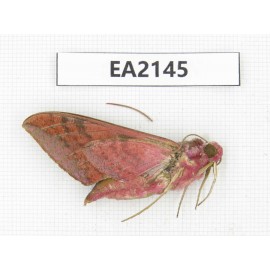 Sphingidae sp. China, Yunnan, Dehong, Longchuan county. 1Pcs. EA2145.