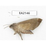 Sphingidae sp. China, Yunnan, Dehong, Longchuan county. 1Pcs. EA2146.