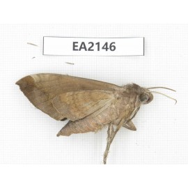 Sphingidae sp. China, Yunnan, Dehong, Longchuan county. 1Pcs. EA2146.