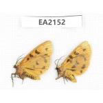 Arctiidae sp. China, Yunnan, Xiangerila, S of Weixi county. 2Pcs. EA2152.