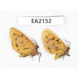 Arctiidae sp. China, Yunnan, Xiangerila, S of Weixi county. 2Pcs. EA2152.