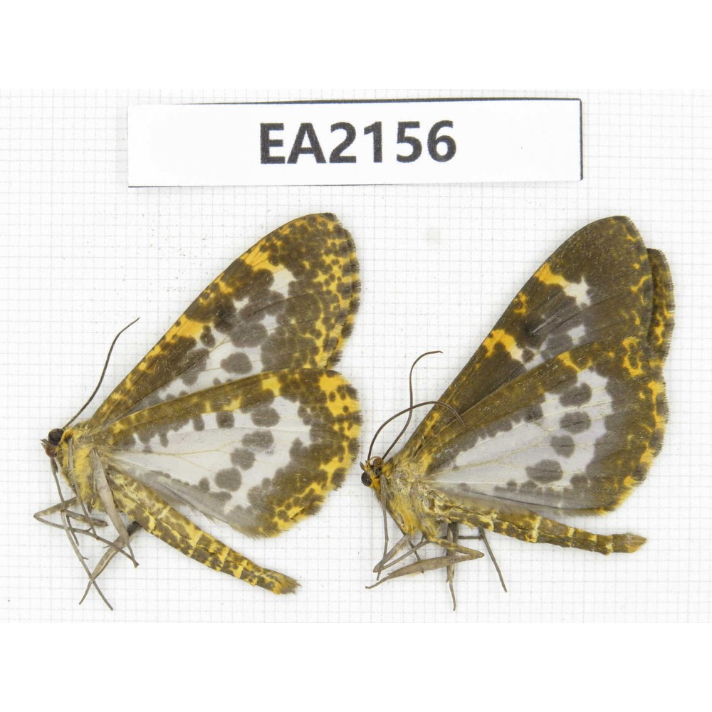 Geometridae sp. China, NW of Yunnan, Xiangerila, S of Weixi county. 2Pcs. EA2156.