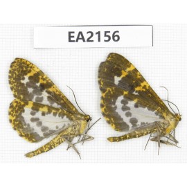 Geometridae sp. China, NW of Yunnan, Xiangerila, S of Weixi county. 2Pcs. EA2156.