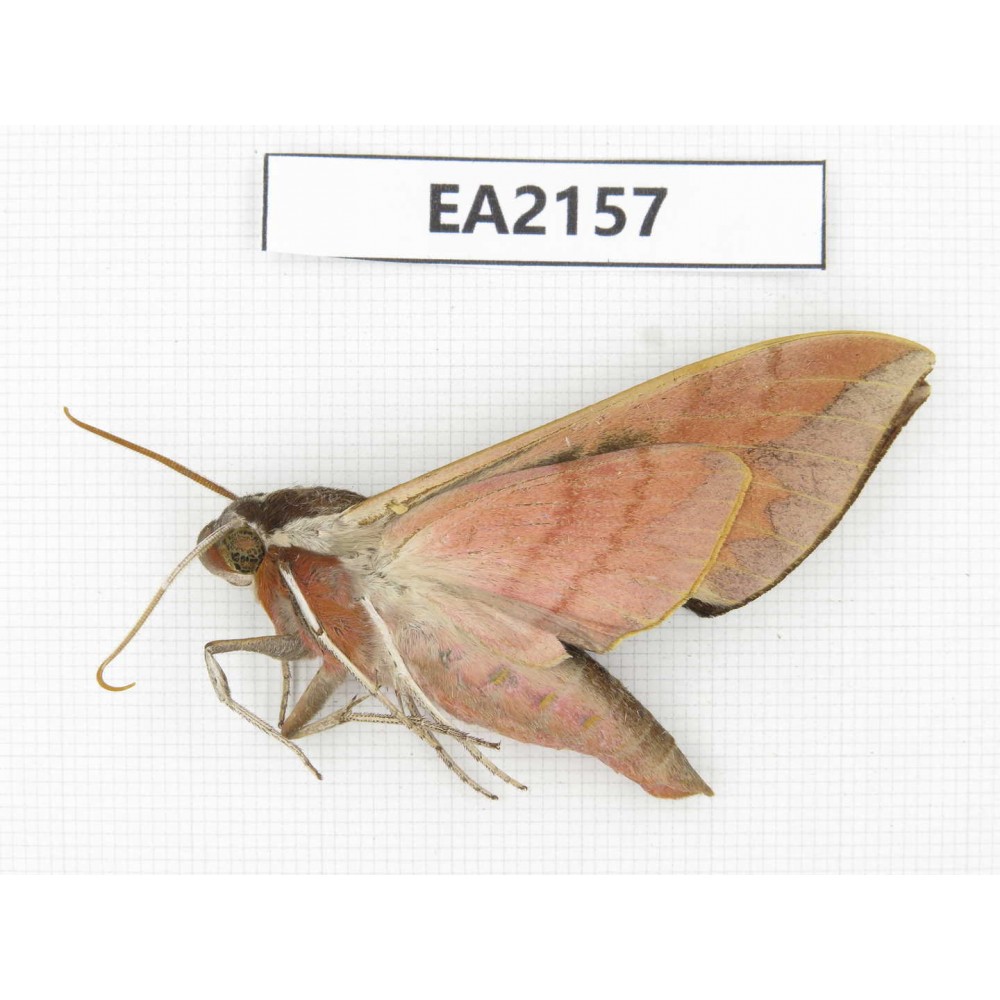Sphingidae sp. China, Yunnan, Lijiang, S of Mt.Yunling. 1Pcs. EA2157.
