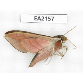 Sphingidae sp. China, Yunnan, Lijiang, S of Mt.Yunling. 1Pcs. EA2157.