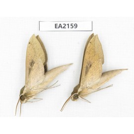 Sphingidae sp. China, Yunnan, Lijiang, S of Mt.Yunling. 2Pcs. EA2159.