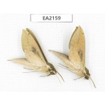 Sphingidae sp. China, Yunnan, Lijiang, S of Mt.Yunling. 2Pcs. EA2159.