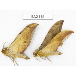 Sphingidae sp. China, Yunnan, Lijiang, S of Mt.Yunling. 2Pcs. EA2161.