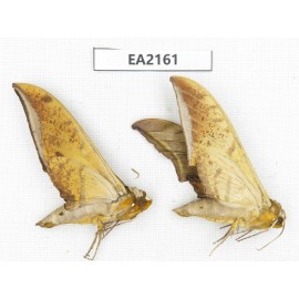 Sphingidae sp. China, Yunnan, Lijiang, S of Mt.Yunling. 2Pcs. EA2161.