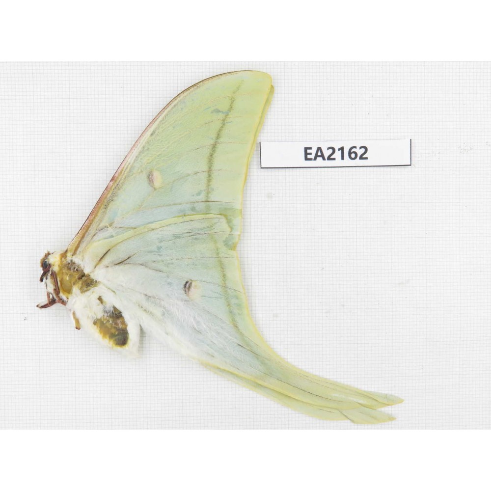 Saturniidae sp. China, W of Yunnan, Lijiang area, W of Lijiang, S of Mt.Yunling. 1M. EA2162.