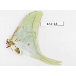 Saturniidae sp. China, W of Yunnan, Lijiang area, W of Lijiang, S of Mt.Yunling. 1M. EA2162.