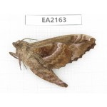 Sphingidae sp. China, Shaanxi, Hanzhou city, Liuba county. 1Pcs. EA2163.