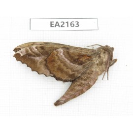 Sphingidae sp. China, Shaanxi, Hanzhou city, Liuba county. 1Pcs. EA2163.