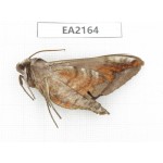 Sphingidae sp. China, Yunnan, Nujiang, Mt.Biluoxueshan.1Pcs. EA2164.