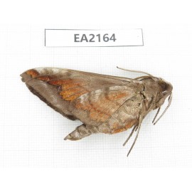 Sphingidae sp. China, Yunnan, Nujiang, Mt.Biluoxueshan.1Pcs. EA2164.