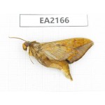 Sphingidae sp. China, Tibet, Chayu, NW of Mt.Nushan. 1Pcs. EA2166.