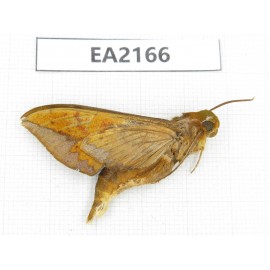 Sphingidae sp. China, Tibet, Chayu, NW of Mt.Nushan. 1Pcs. EA2166.