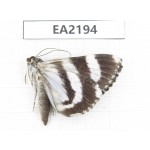 Noctuidae sp. China,  Sichuan, Aba area, Lixian county.1Pcs. EA2194.