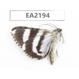 Noctuidae sp. China,  Sichuan, Aba area, Lixian county.1Pcs. EA2194.