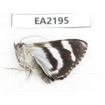 Noctuidae sp. China,  Sichuan, Aba area, Lixian county.1Pcs. EA2195.