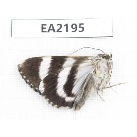 Noctuidae sp. China,  Sichuan, Aba area, Lixian county.1Pcs. EA2195.