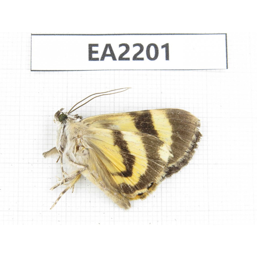 Noctuidae sp. China,  Guizhou, Bijie area, Dafang county. 1Pcs. EA2201.