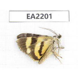 Noctuidae sp. China,  Guizhou, Bijie area, Dafang county. 1Pcs. EA2201.
