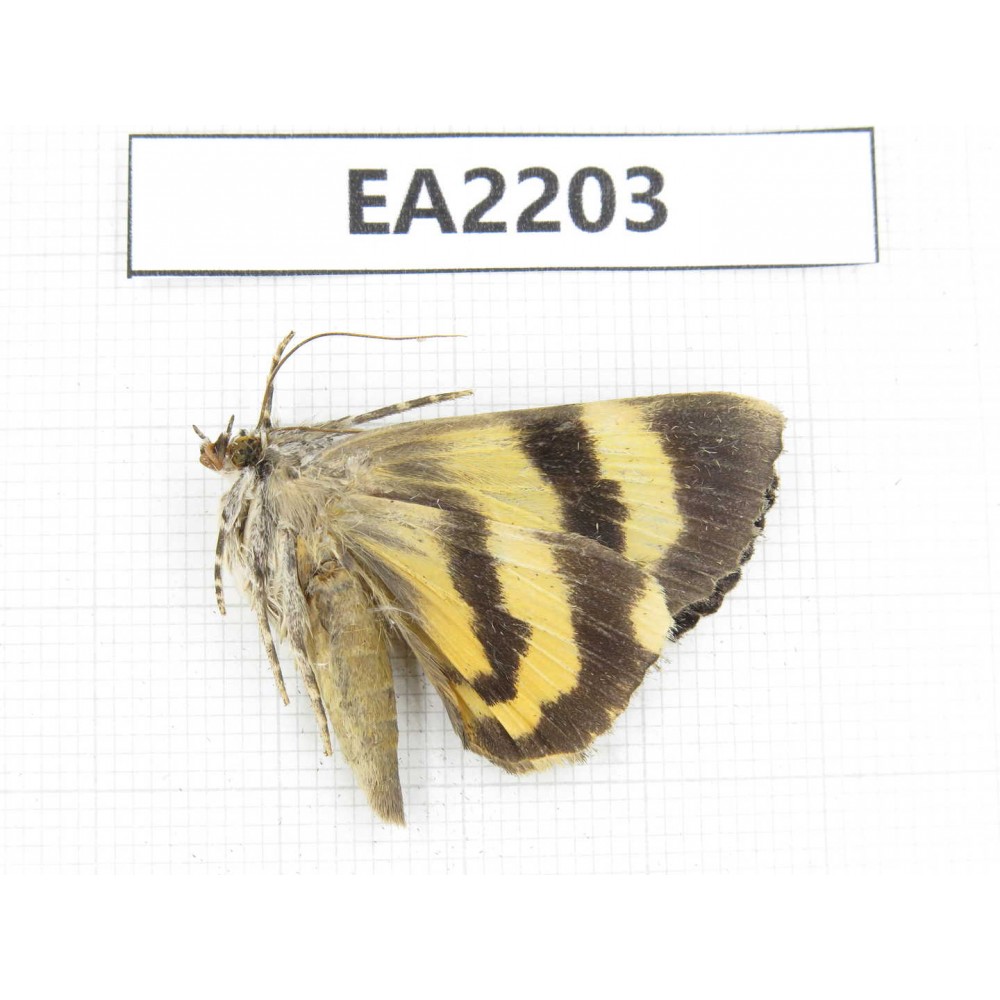 Noctuidae sp. China,  Guizhou, Bijie area, Dafang county. 1Pcs. EA2203.
