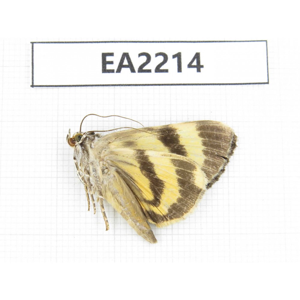 Noctuidae sp. China,  Guizhou, Bijie area, Dafang county. 1Pcs. EA2214.