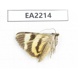 Noctuidae sp. China,  Guizhou, Bijie area, Dafang county. 1Pcs. EA2214.