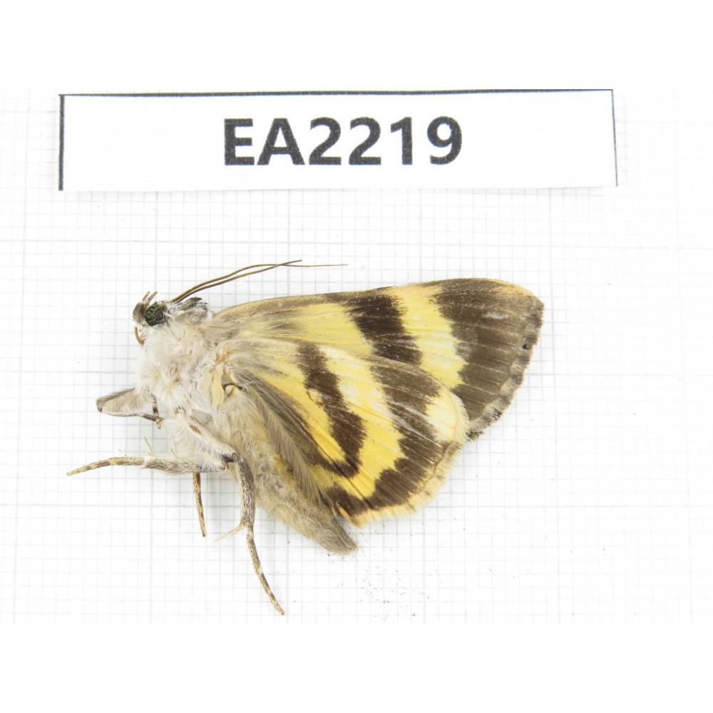 Noctuidae sp. China,  Guizhou, Bijie area, Dafang county. 1Pcs. EA2219.