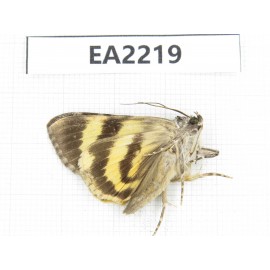 Noctuidae sp. China,  Guizhou, Bijie area, Dafang county. 1Pcs. EA2219.