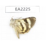 Noctuidae sp. China,  Guizhou, Bijie area, Dafang county. 1Pcs. EA2225.