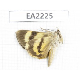 Noctuidae sp. China,  Guizhou, Bijie area, Dafang county. 1Pcs. EA2225.